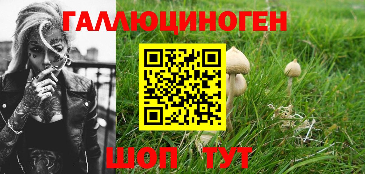 Галлюциногенные грибы Psilocybe Волжский